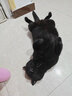 麦富迪猫粮 超肉粒冻干双拼幼猫粮免疫护肠胃 三文鱼2kg*3 实拍图