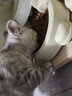 靓贝猫粮 幼猫成猫全阶段猫粮 英短美短加菲猫 牛肉三文鱼猫粮10kg 实拍图