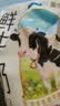 君乐宝鲜牛奶 哞小鲜180ml*12袋  生牛乳纯牛奶儿童营养早餐低温牛奶 实拍图