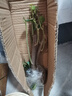 重瓣红三角梅盆栽带花三角梅苗勤花品种爬藤老桩室内花卉植物四季 四季红 3年苗【当年开花】不含盆 实拍图