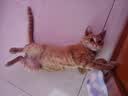 HELLOJOY猫咪驱虫项圈狗狗猫宠物狗猫圈除跳蚤猫猫幼猫小猫小狗体外去跳蚤 实拍图