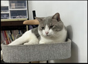 pidan猫砂 豆腐猫砂2.4kg*4包强力吸臭纯猫砂 可冲厕所非膨润土砂 实拍图