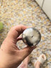 拜杰316不锈钢茶漏茶仓调料球炖肉料盒卤料笼茶叶过滤球茶滤泡茶球 实拍图