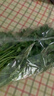 带根香菜100g 实拍图