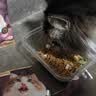 伟嘉猫粮 宠物成猫粮海洋鱼味300g单包尝鲜装 实拍图