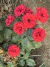 爱菊【保真菜籽油】小榨低芥酸菜籽油非转基因物理压榨食用油5L 实拍图