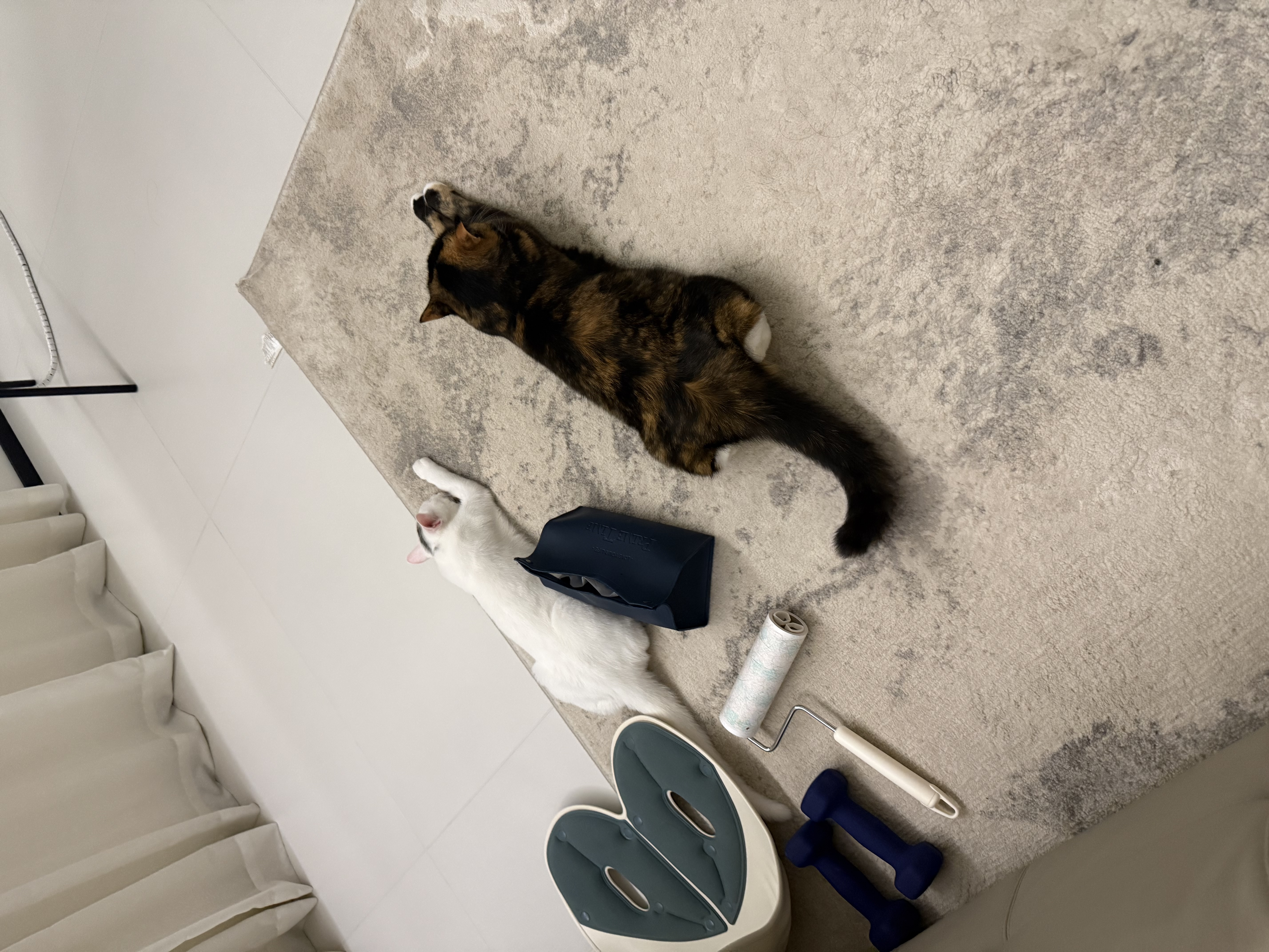 皇家猫粮 室内成猫粮 I27 通用粮 12月以上 10KG 实拍图