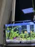 宠翰 小型鱼热带鱼饲料 孔雀斗鱼幼鱼开口鱼食脱壳丰年虾卵50克 实拍图