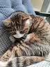 力狼猫条猫咪零食幼猫成猫宠物罐头猫咪汤包湿粮 【100支】五种口味15g*100支 实拍图
