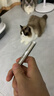 欢宠网逗猫激光笔猫玩具猫咪红外线灯逗猫棒不伤眼USB充电猫猫幼猫小猫 实拍图