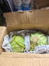 京鲜生山东新鲜绿甘蓝净重3斤 卷心菜 包菜 甘蓝新鲜蔬菜 源头直发 实拍图