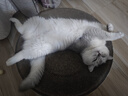 愛肯拿（ACANA）猫粮 牧场盛宴成猫幼猫粮 高蛋白无谷进口鸡肉粮5.4kg 效期27/5 实拍图