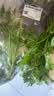 带根香菜100g 实拍图