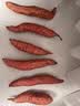 广州酒家豆沙包750g 20个 早餐半成品早茶点心包子速食面点生鲜面点小笼包 实拍图