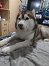 麦富迪狗狗零食磨牙棒泰迪成幼犬磨牙 清新口气咬胶混合味220g*6 实拍图
