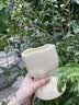 范爷家北欧ins风陶瓷花瓶插花摆件家居花瓶乔迁卧室客厅玄关民宿装饰 实拍图