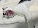 喵仙儿猫抓板剑麻垫耐磨不掉屑防猫爪沙发保护墙贴猫抓垫猫咪用品 40*60 实拍图