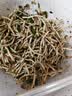 京喜加【26年新根】新鲜鱼腥草折耳根嫩根凉拌节节根现挖猪鼻孔带泥 带泥折耳根1斤 尝鲜装 实拍图