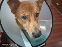 憨憨乐园伊丽莎白圈耻辱圈狗狗猫项圈猫咪头套宠物脖套大型犬防咬圈用品1 实拍图