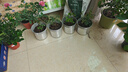爱丽思（IRIS）Deepot花盆加厚树脂控根圆口绿萝绣球月季多肉发财树塑料加仑花盆 7号浅绿色(口径约23.7cm)约5L 实拍图