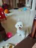 奥丁（ODIN）NEO狗粮幼犬粮中小型犬专用泰迪柯基比熊鸭肉梨小狗奶糕幼犬粮1kg 实拍图