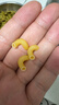 百味来Barilla意大利进口 #41通心粉弯管意大利面500g低脂高蛋白 实拍图