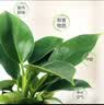特价大叶金钻绿公主盆栽植物除甲醛绿植办公室四季常青室内摆放2 【拍一发二】金钻+橙南瓜吸水盆 含盆高度15-20厘米 实拍图