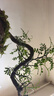 清香胡椒飘枝老桩花卉四季好养绿植盆栽室内客厅茶桌盆景高档绿植 酒壶盆清香木15-20+底座+小沙弥 实拍图