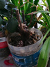 玫瑰花苗老桩绿植物盆栽月季蔷薇老根室内外阳台庭院特大花卉四季 13洛神（老桩苗四季开花） 实拍图