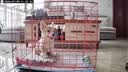 小米智能摄像机 3 3K家用云台摄像头500万像素室内监控器360度无死角带夜视手机远程婴儿宠物 实拍图