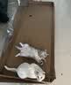 网易严选猫湿粮零食浓汤大口肉罐头鸡肉+三文鱼 85g*24罐 实拍图