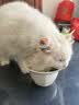 网易严选全价猫粮4.0 宠物主粮成幼猫无谷多重禽肉高蛋白 鸡鸭禽肉味10kg 实拍图