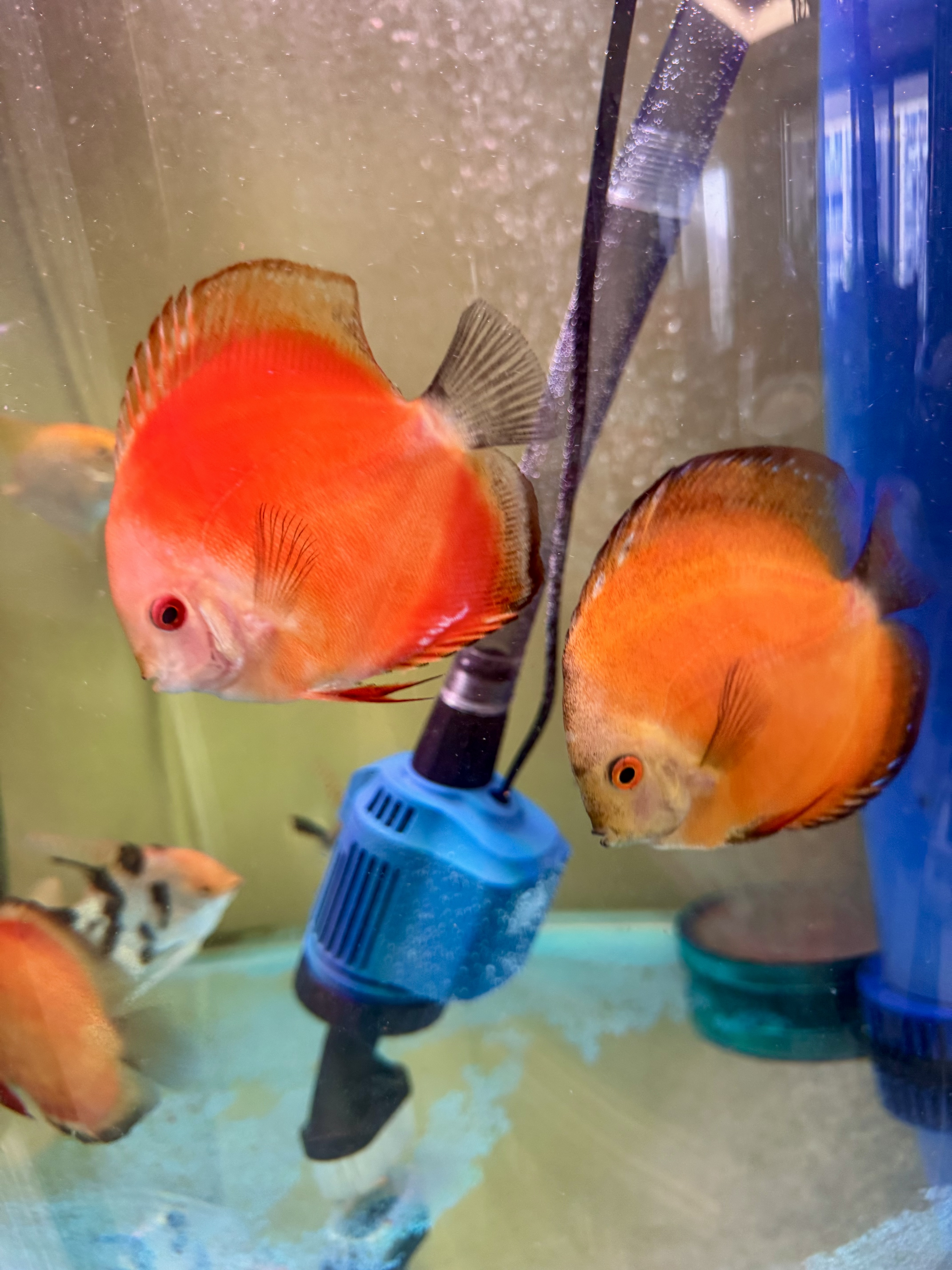 森森鱼缸换水神器电动抽水器吸便器吸粪器洗沙器吸污器清洁工具 【全铜电机高扬程】20W 1000L/H 带5米水管 实拍图