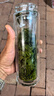 徽六绿茶六安瓜片茶叶250g 2026新茶潜香800特二级雨前自己喝可冷泡 实拍图