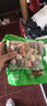 安井火锅全家福400g*4撒尿牛肉丸鱼豆腐鱼丸蟹柳麻辣烫关东煮火锅食材 实拍图