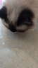 伟嘉成猫猫粮全价粮1.3kg海洋鱼味夹心粮布偶蓝猫橘猫 实拍图