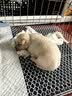憨憨宠狗笼中小型犬狗笼子大猫笼带厕所加粗折叠宠物笼子柯基笼幼犬狗笼 加粗狗笼 银色 60*50*42cm 建议15斤内 带托盘式厕所+防卡脚垫片 实拍图