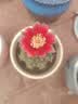 仙人球绯花玉开花带花苞仙人掌类多肉绿植物桌面花卉小盆栽 花仙子直径6-8厘米 不含盆 实拍图