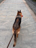 皇家狗粮 成犬狗粮 犬粮 宠物大型犬 GR26全价犬粮≥15月15KG 实拍图
