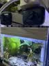 森森鱼缸增氧泵水族箱氧气泵家用小型充氧泵LQE-400 5W双孔+全套配件 实拍图