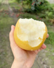 京鲜生安徽砀山新玉梨净重4.5斤 单果250g+ 新鲜水果 清凉补水 源头直发 实拍图