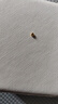 御邪黄金转运珠足金古法手链路路通金珠散珠手链脚链520春节礼物 3mm[古法]0.03g标准版 实拍图