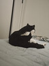 贝初众猫包外出便携包大号双肩猫背包狗狗航空箱手提猫箱猫书包宠物背包 雾霾蓝-39*26*33cm【可容纳18斤肥猫】 大空间 轻便透气 时尚出行 实拍图