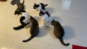 星益生趣（STELLA&CHEWY'S）SC美国进口猫粮RC冻干涂层全价无谷鸡肉4.54kg 实拍图
