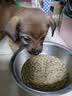 麦富迪狗粮 藻趣儿狗粮成犬粮牛肉螺旋藻 均衡营养15kg/30斤 实拍图