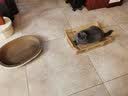 咪贝萌猫抓盆碗型猫窝猫抓板一体磨爪器瓦楞纸宠物猫磨抓用品挠抓板耐磨 椭圆猫窝（外径58CM适合15斤内） 均码 实拍图