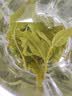 拾善方小叶苦丁茶特级2026嫩芽新茶正品中老年人贵州特产青山绿水头采 实拍图