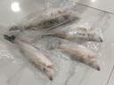 仙泉湖冷冻白蕉海鲈鱼2斤肉厚刺少1斤*2条海鲜水产生鲜食材 实拍图