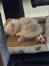 licheers猫狗窝凉席小型犬宠物猫咪睡垫夏季床垫泰迪中大型犬狗垫子 M号 实拍图