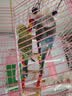 朗缤 鹦鹉活体鸟活物虎皮鹦鹉宠物活鸟玄凤鹦鹉手养鸟会说话幼鸟幼崽 2只（颜色备注+别墅笼+云梯+窝 实拍图